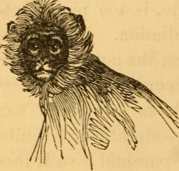 An illustration from Comparative physiognomy; or, Resemblances between men and animals, 1852, leaf 83