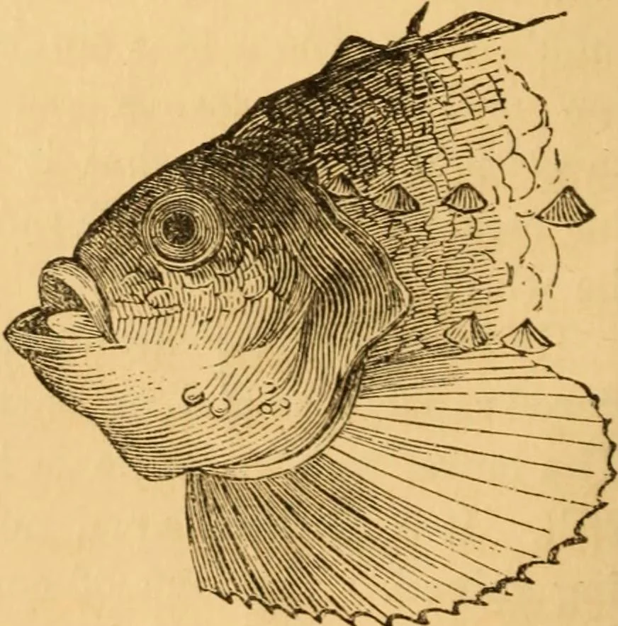 An illustration from Comparative physiognomy; or, Resemblances between men and animals, 1852, leaf 85