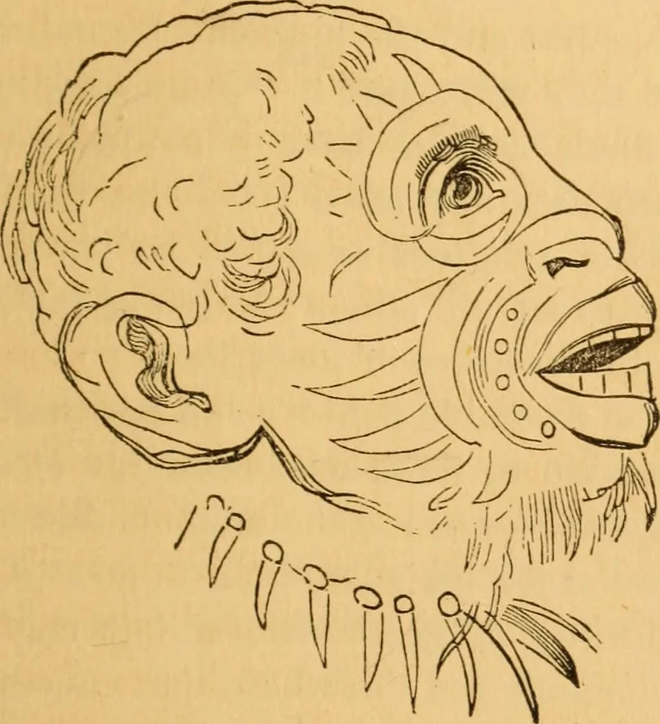 An illustration from Comparative physiognomy; or, Resemblances between men and animals, 1852, leaf 86