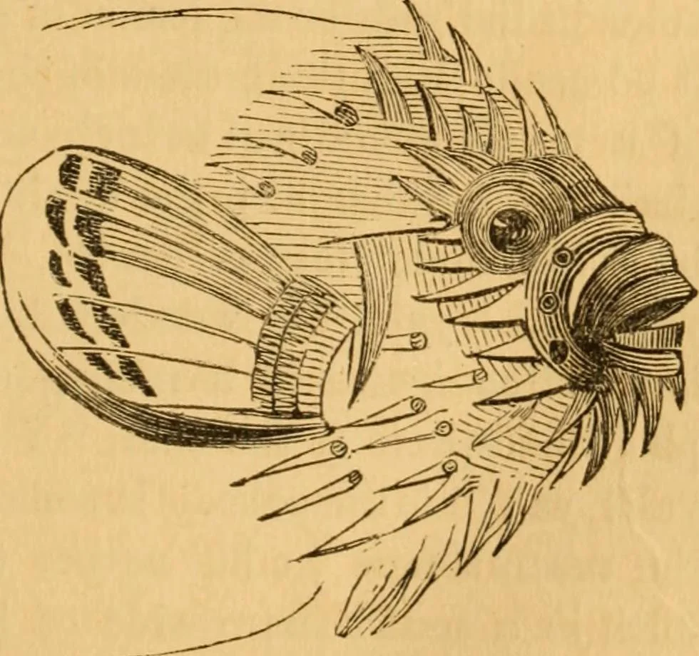 An illustration from Comparative physiognomy; or, Resemblances between men and animals, 1852, leaf 86