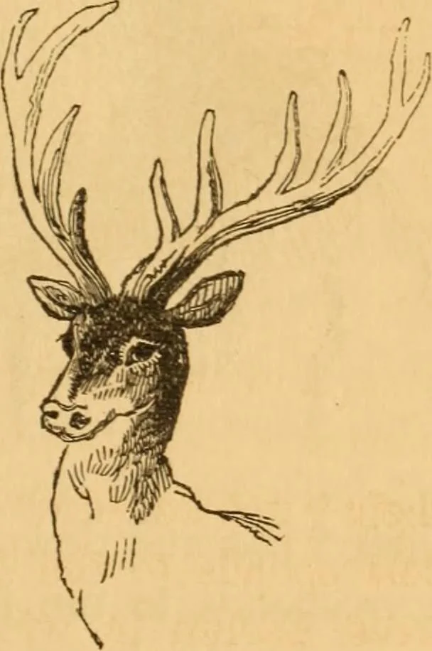An illustration from Comparative physiognomy; or, Resemblances between men and animals, 1852, leaf 94