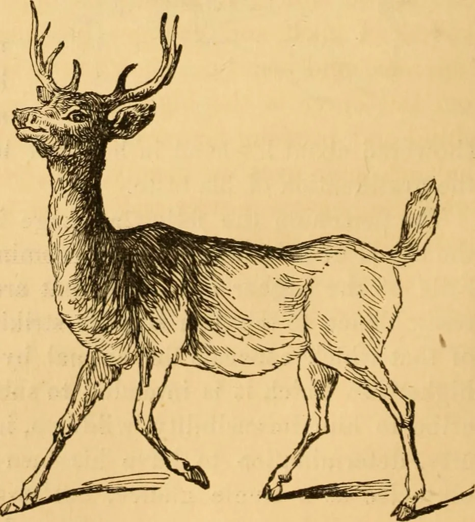 An illustration from Comparative physiognomy; or, Resemblances between men and animals, 1852, leaf 95