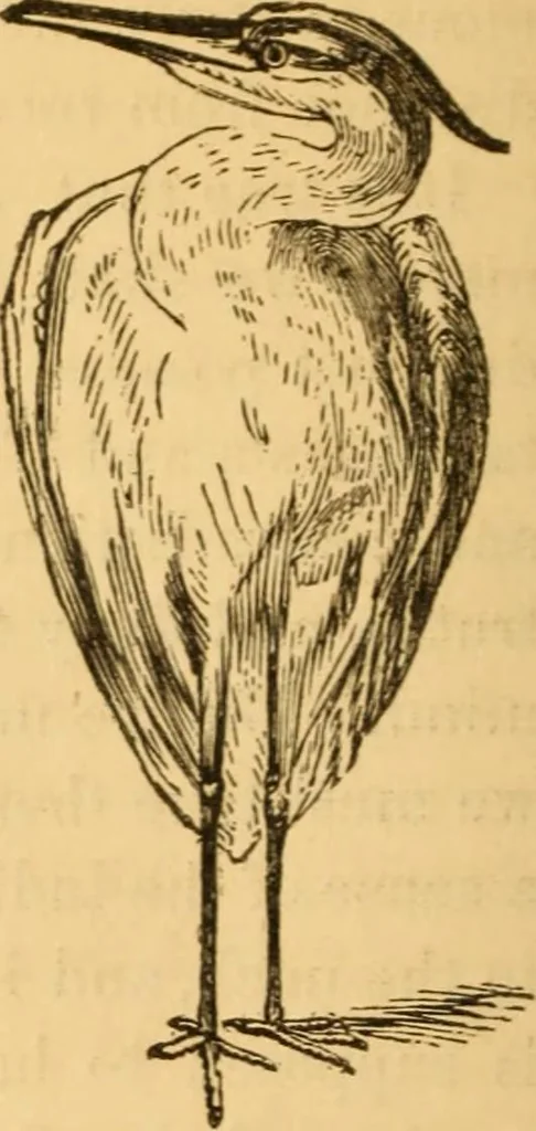 An illustration from Comparative physiognomy; or, Resemblances between men and animals, 1852, leaf 99