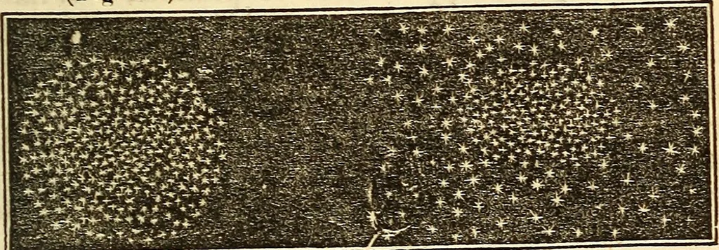 An illustration from A compendium of astronomy; containing the elements of the science, familiarly explained and illustrated, with the latest discoveries. Adapted to the use of schools and academies, and of the general reader, 1850, leaf 262