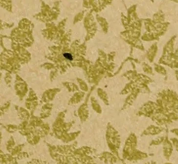 An illustration from The complete carriage and wagon painter : a concise compendium of the art of painting carriages, wagons and sleighs, embracing full directions in all the various branches, including lettering, scrolling, ornamenting, striping, varnishing and coloring, with numerous recipes for mixing colors, 1903, leaf 182