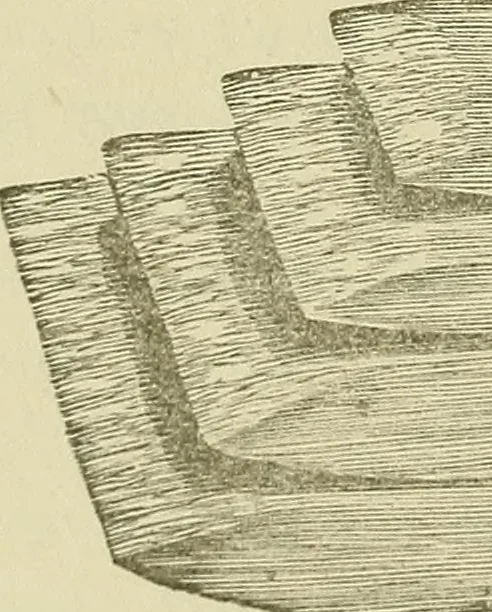 An illustration from The complete carriage and wagon painter : a concise compendium of the art of painting carriages, wagons and sleighs, embracing full directions in all the various branches, including lettering, scrolling, ornamenting, striping, varnishing and coloring, with numerous recipes for mixing colors, 1903, leaf 43