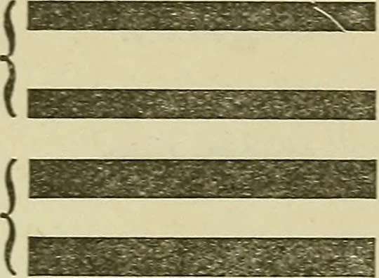 An illustration from The complete carriage and wagon painter : a concise compendium of the art of painting carriages, wagons and sleighs, embracing full directions in all the various branches, including lettering, scrolling, ornamenting, striping, varnishing and coloring, with numerous recipes for mixing colors, 1903, leaf 59