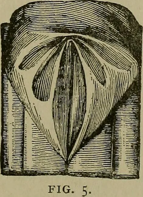 An illustration from A complete dictionary of dry goods and history of silk, linen, wool and other fibrous substances, 1892, leaf 492