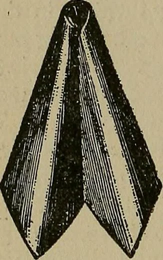 An illustration from A complete dictionary of dry goods and history of silk, linen, wool and other fibrous substances, 1892, leaf 493