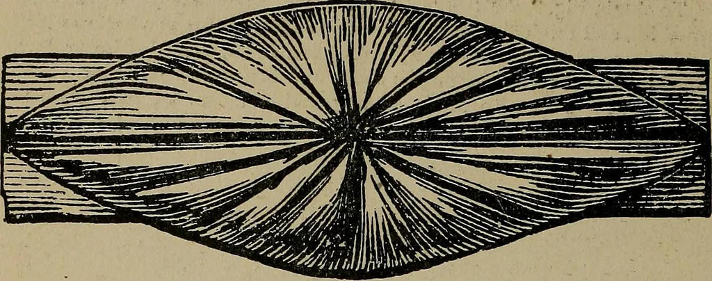 An illustration from A complete dictionary of dry goods and history of silk, linen, wool and other fibrous substances, 1892, leaf 505