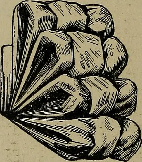 An illustration from A complete dictionary of dry goods and history of silk, linen, wool and other fibrous substances, 1892, leaf 505