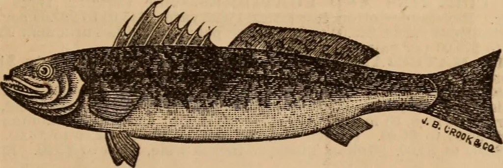 An illustration from A Complete history of the New York and Brooklyn Bridge : from its conception in 1866 to its completion in 1883, 1883, leaf 104
