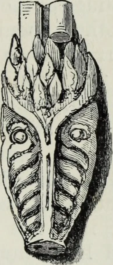 An illustration from A concise glossary of terms used in Grecian, Roman, Italian, and Gothic architecture, 1879, leaf 116
