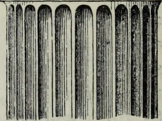 An illustration from A concise glossary of terms used in Grecian, Roman, Italian, and Gothic architecture, 1879, leaf 129