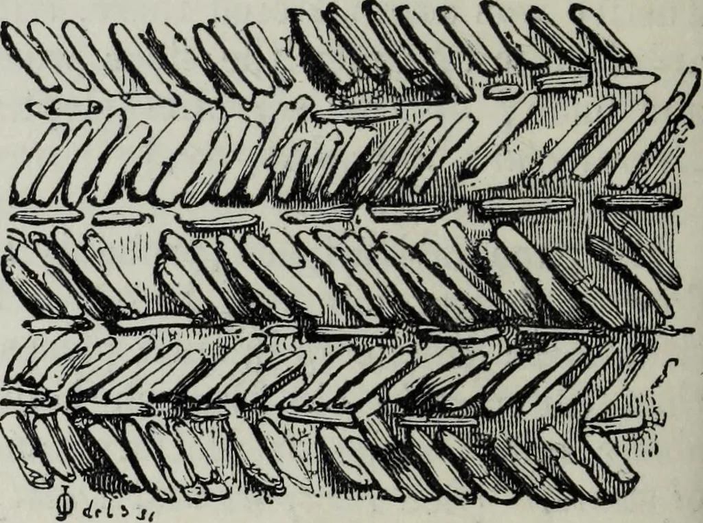 An illustration from A concise glossary of terms used in Grecian, Roman, Italian, and Gothic architecture, 1879, leaf 143