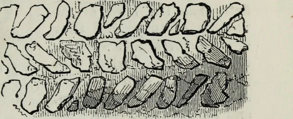 An illustration from A concise glossary of terms used in Grecian, Roman, Italian, and Gothic architecture, 1879, leaf 144