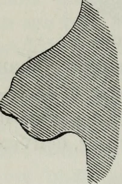 An illustration from A concise glossary of terms used in Grecian, Roman, Italian, and Gothic architecture, 1879, leaf 175