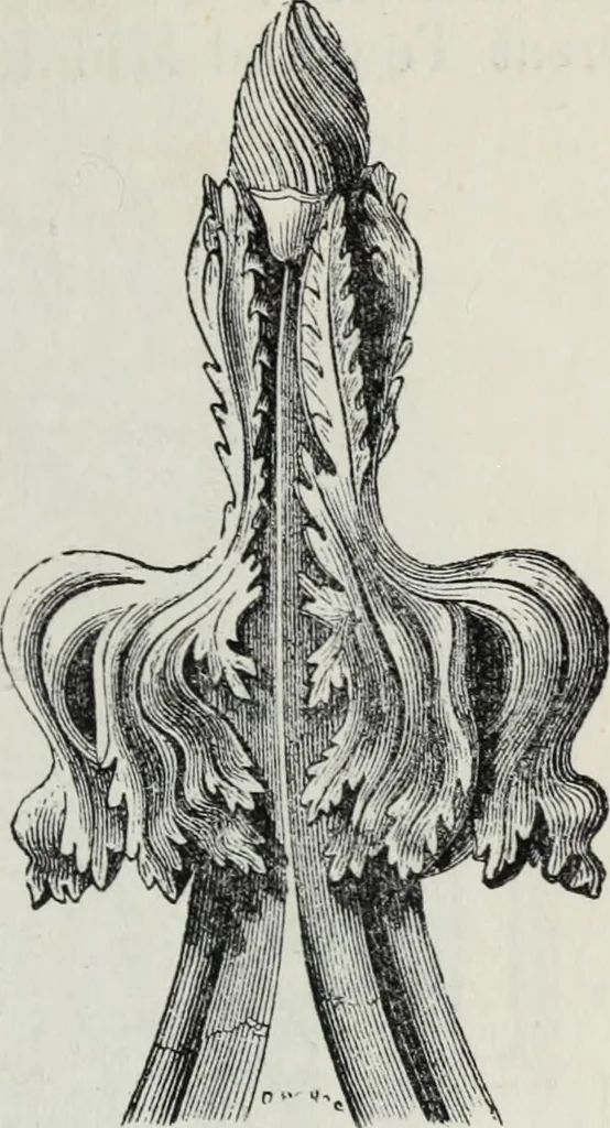 An illustration from A concise glossary of terms used in Grecian, Roman, Italian, and Gothic architecture, 1879, leaf 216