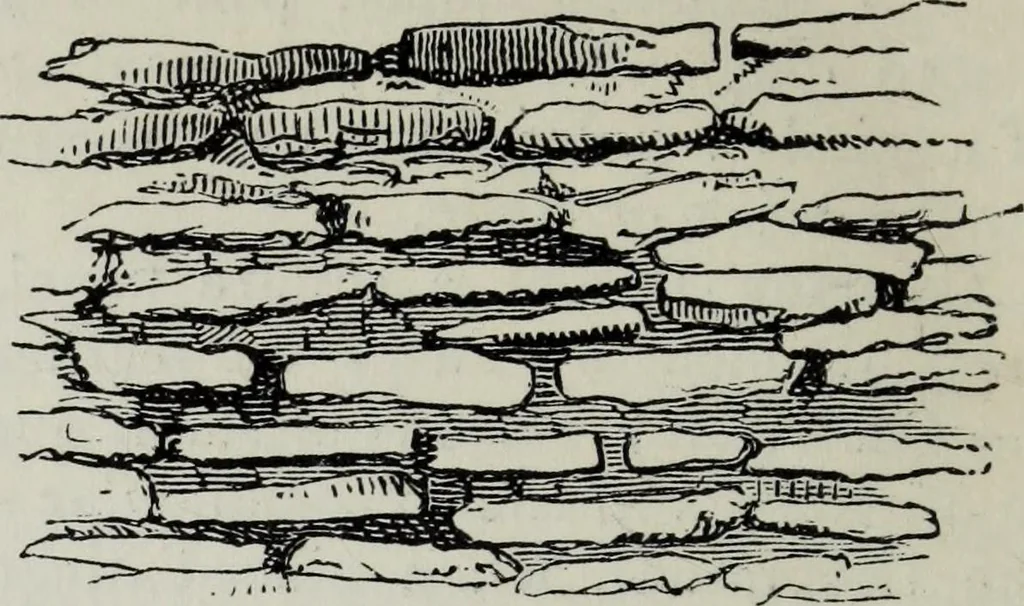 An illustration from A concise glossary of terms used in Grecian, Roman, Italian, and Gothic architecture, 1879, leaf 227