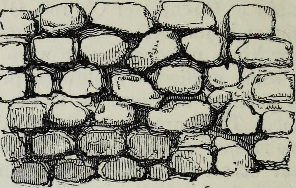 An illustration from A concise glossary of terms used in Grecian, Roman, Italian, and Gothic architecture, 1879, leaf 247