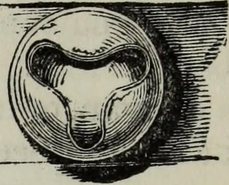 An illustration from A concise glossary of terms used in Grecian, Roman, Italian, and Gothic architecture, 1879, leaf 37