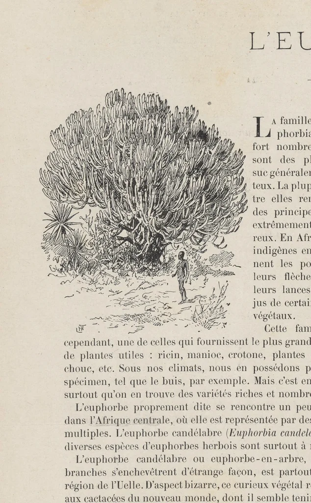 An illustration from Le Congo illustré, 1891, leaf 72