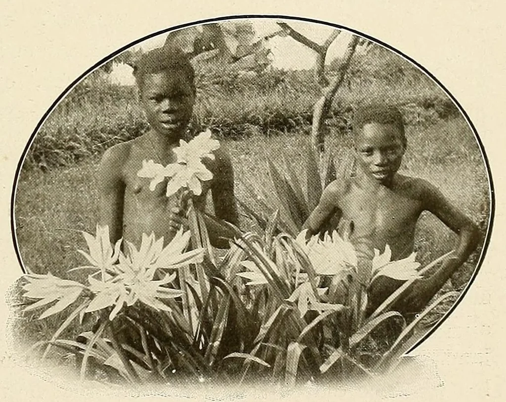 An illustration from Congoland : a book for young people, 1920, leaf 65