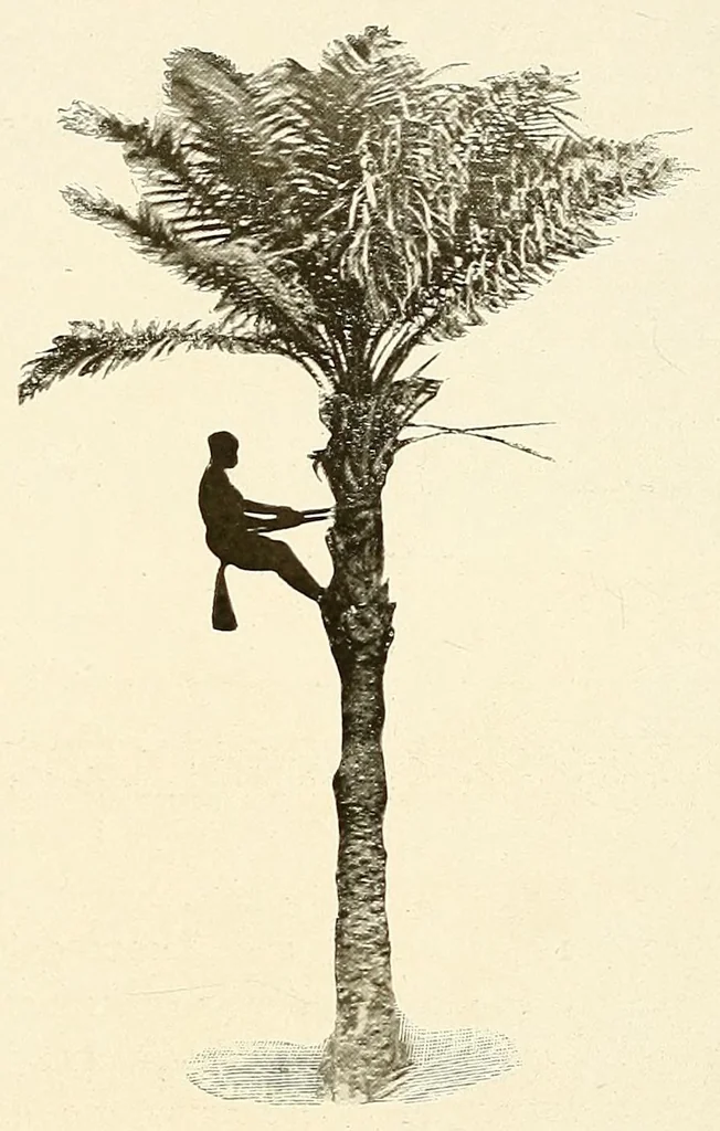 An illustration from Congoland : a book for young people, 1920, leaf 78