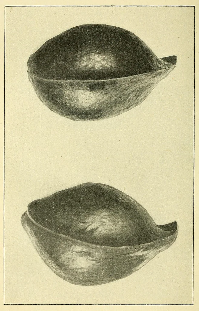 An illustration from Congo : revue générale de la Colonie belge = Congo : Algemeen tiidschrift van de Belgische Kolonje, 1920, leaf 72