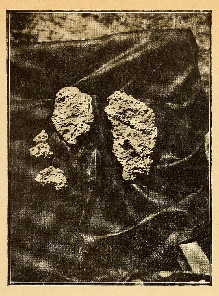 An illustration from Congo : revue générale de la Colonie belge = Congo : Algemeen tiidschrift van de Belgische Kolonje, 1920, leaf 53