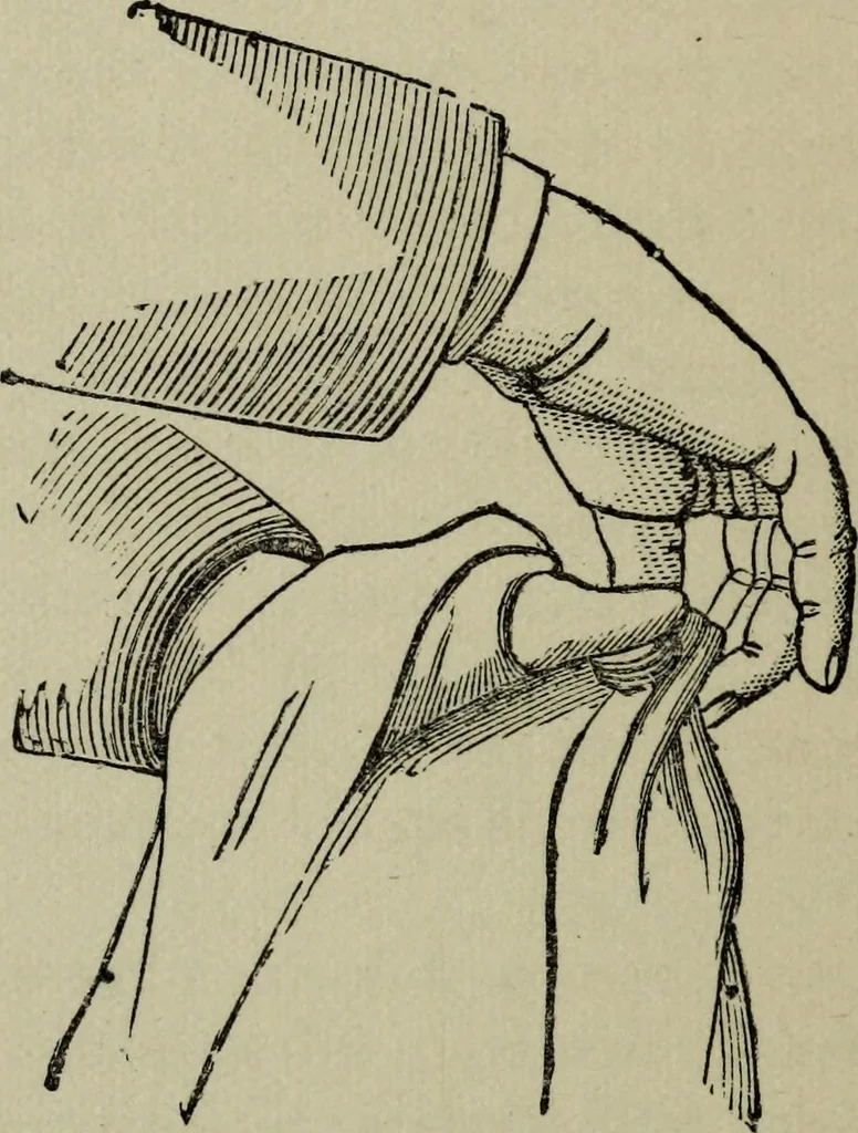 An illustration from Conjuring tricks with coins, watches, rings and handkerchiefs; from "Modern magic", 1900, leaf 37