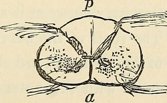 An illustration from The connection between physiology and intellectual philosophy, 1846, leaf 44