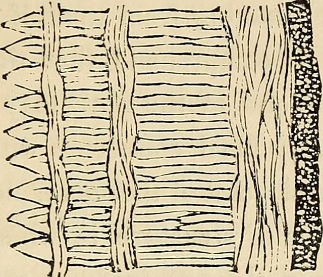 An illustration from The connection between physiology and intellectual philosophy, 1846, leaf 70
