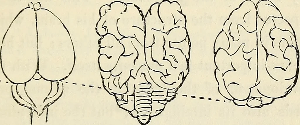An illustration from The connection between physiology and intellectual philosophy, 1846, leaf 90