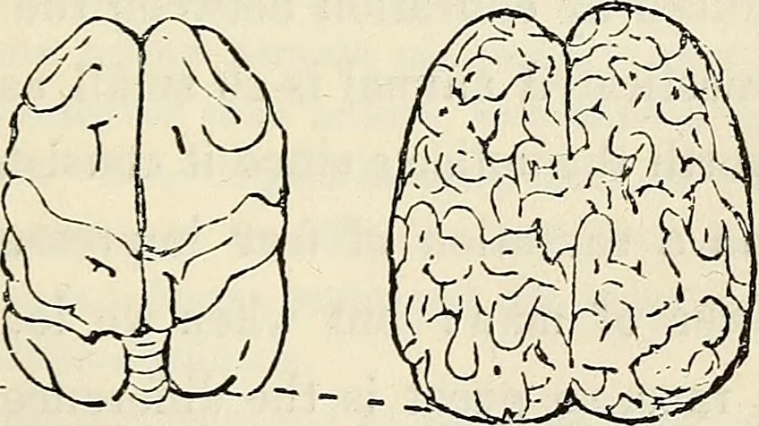 An illustration from The connection between physiology and intellectual philosophy, 1846, leaf 90