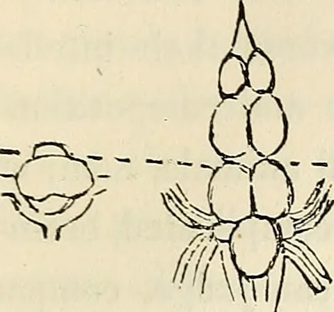 An illustration from The connection between physiology and intellectual philosophy, 1846, leaf 90