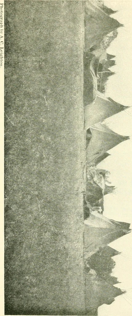 An illustration from The conquest of the Missouri; being the story of the life and exploits of Captain Grant Marsh, 1909, leaf 118