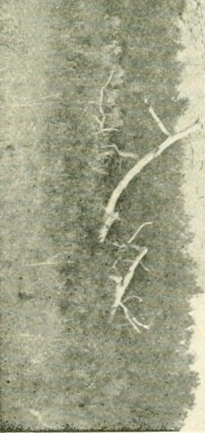 An illustration from The conquest of the Missouri; being the story of the life and exploits of Captain Grant Marsh, 1909, leaf 266
