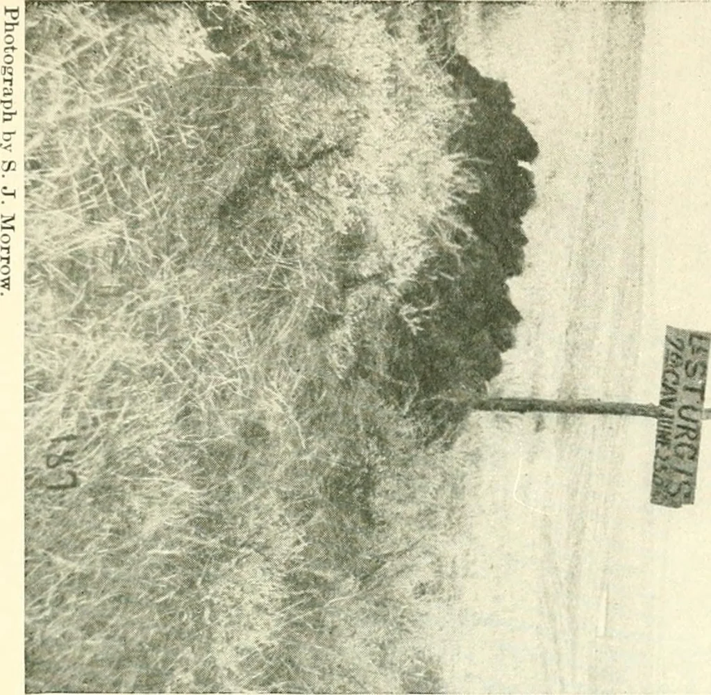 An illustration from The conquest of the Missouri; being the story of the life and exploits of Captain Grant Marsh, 1909, leaf 364