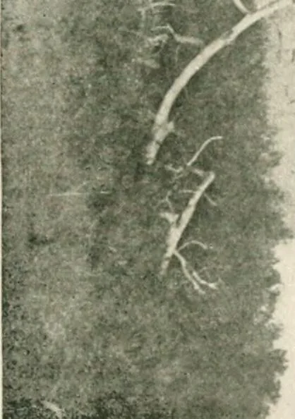 An illustration from The conquest of the Missouri; being the story of the life and exploits of Captain Grant Marsh, 1909, leaf 260