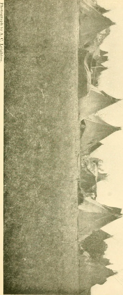 An illustration from The conquest of the Missouri; being the story of the life and exploits of Captain Grant Marsh, 1909, leaf 114