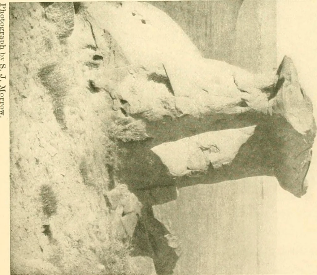An illustration from The conquest of the Missouri; being the story of the life and exploits of Captain Grant Marsh, 1909, leaf 324