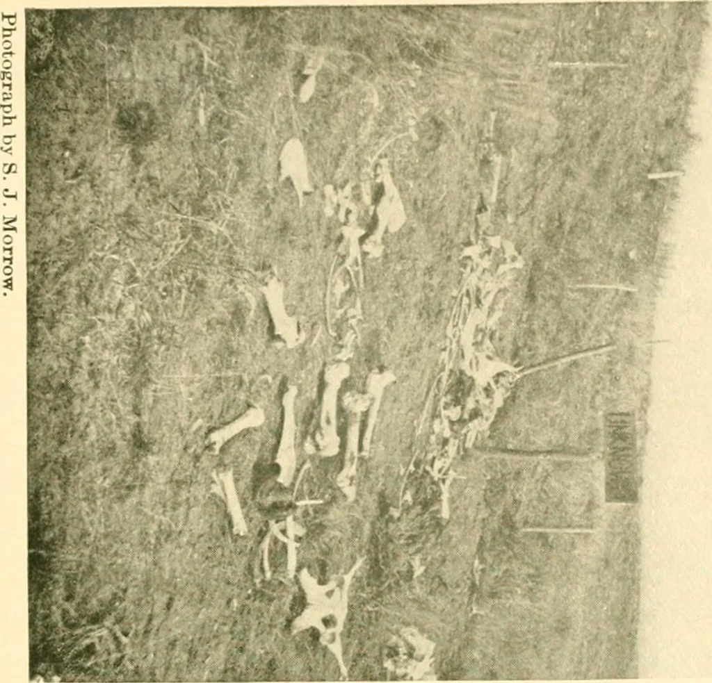 An illustration from The conquest of the Missouri; being the story of the life and exploits of Captain Grant Marsh, 1909, leaf 354