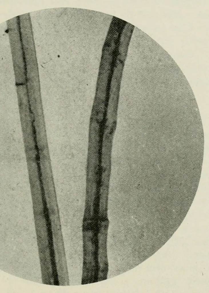 An illustration from The conservation of textiles, 1921, leaf 23