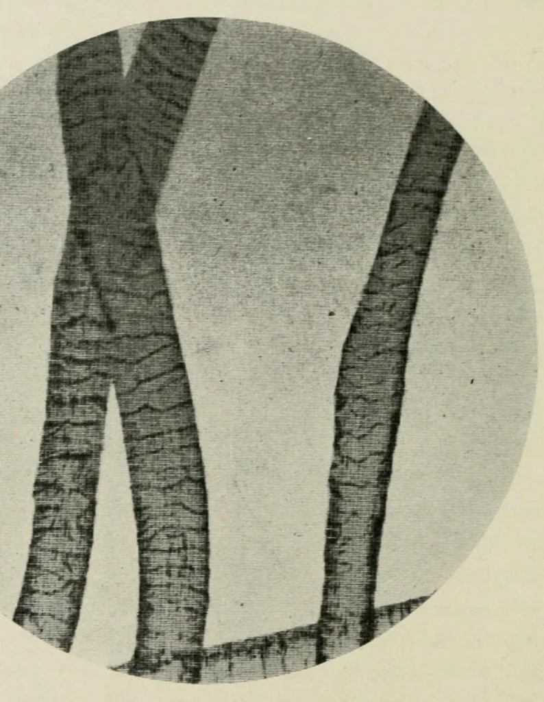 An illustration from The conservation of textiles, 1921, leaf 24