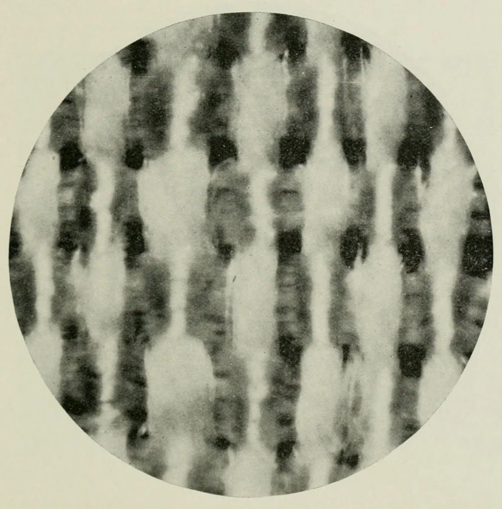An illustration from The conservation of textiles, 1921, leaf 47