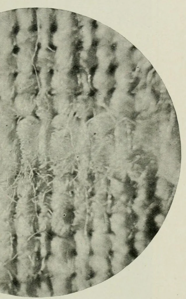 An illustration from The conservation of textiles, 1921, leaf 71