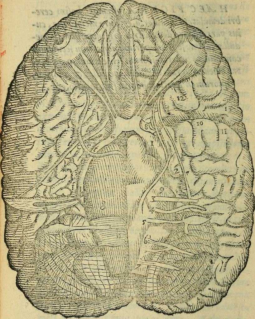 An illustration from Constantii Varolii medici Bononiensis De neruis opticis : nonnullisq[ue] aliis praeter communem opinionem in humano capite obseruatis .., 1573, leaf 55