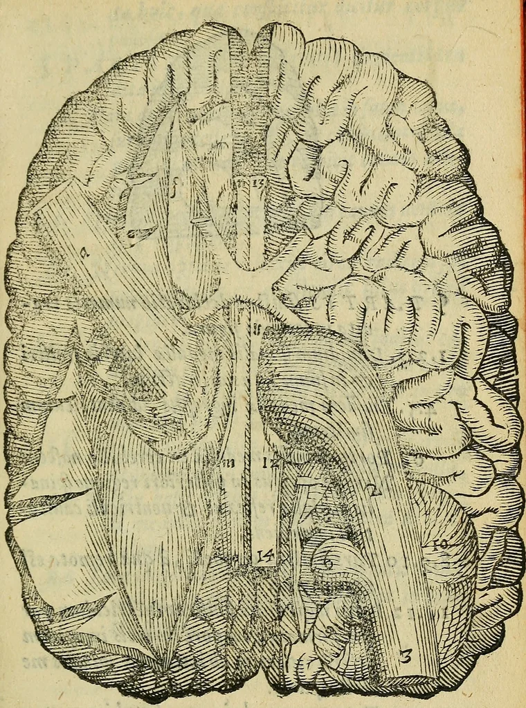 An illustration from Constantii Varolii medici Bononiensis De neruis opticis : nonnullisq[ue] aliis praeter communem opinionem in humano capite obseruatis .., 1573, leaf 58