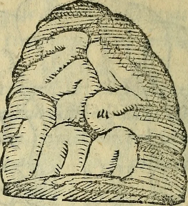 An illustration from Constantii Varolii medici Bononiensis De neruis opticis : nonnullisq[ue] aliis praeter communem opinionem in humano capite obseruatis .., 1573, leaf 59